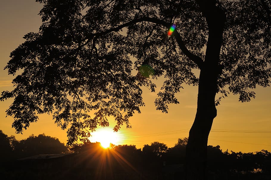tree, shadow, landscape, light, sunrise, orange, nature, sunset HD wallpaper