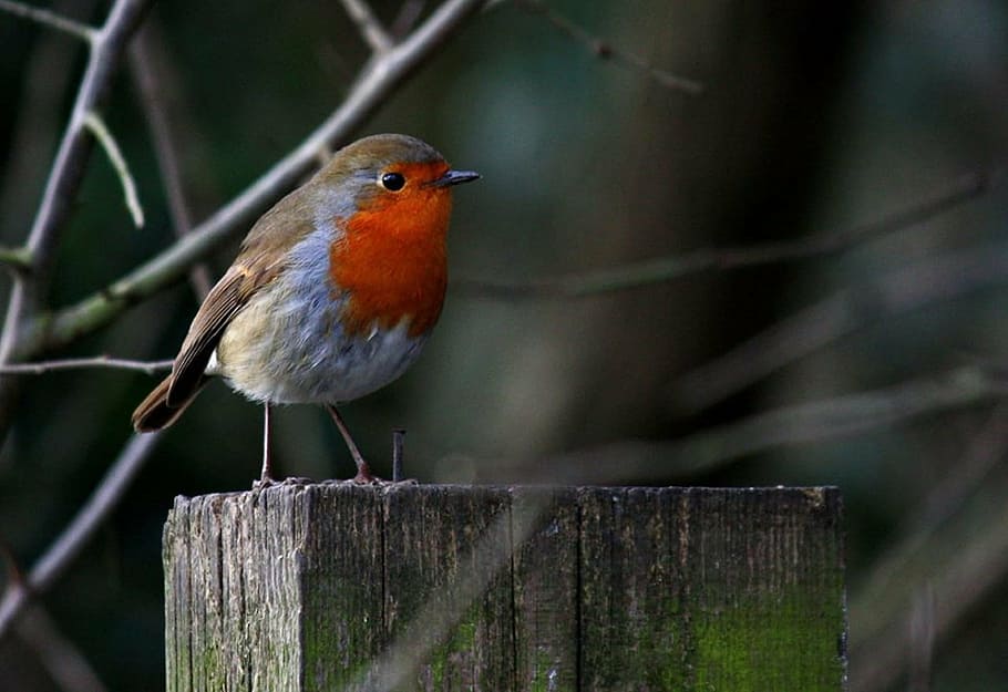 focused photo of gray, red, and brown bird, robin, na, nature HD wallpaper