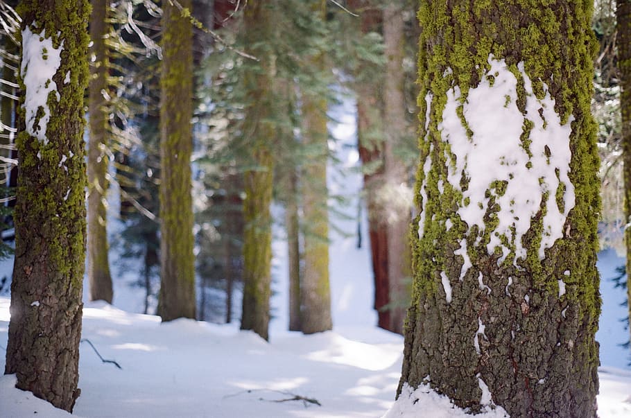 snow, forest, trees, plant, cold temperature, winter, trunk, tree trunk HD wallpaper