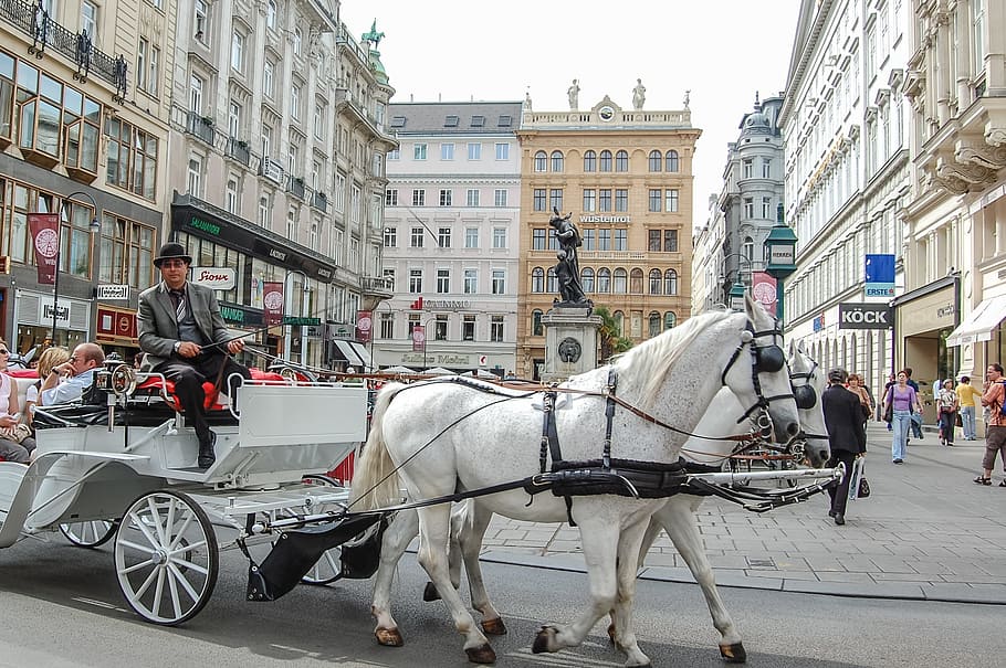 people on horse carriage on road, cab, cart, horses, vienna, austria, HD wallpaper