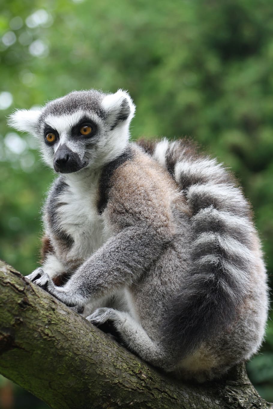 ring tailed lemur, monkey, prosimian, lemur catta, madagascar, HD wallpaper