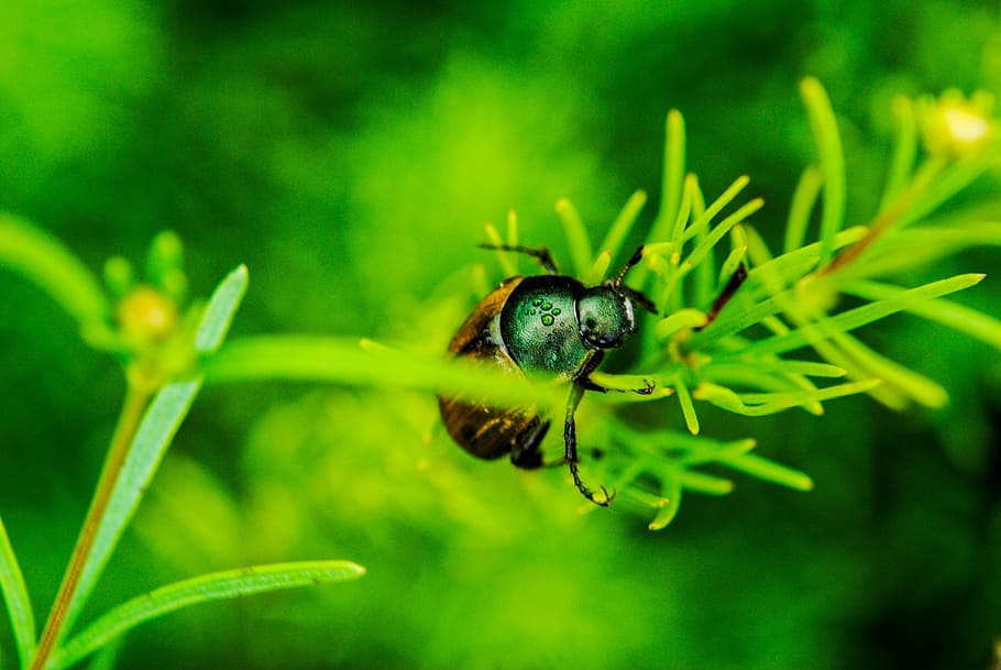 Meadow, Grass, Beetle, one animal, animals in the wild, insect HD wallpaper