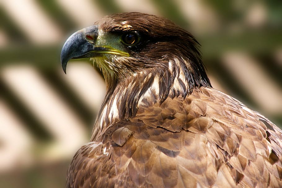 eagle, head, wildlife, predator, nature, bird, feather, majestic HD wallpaper