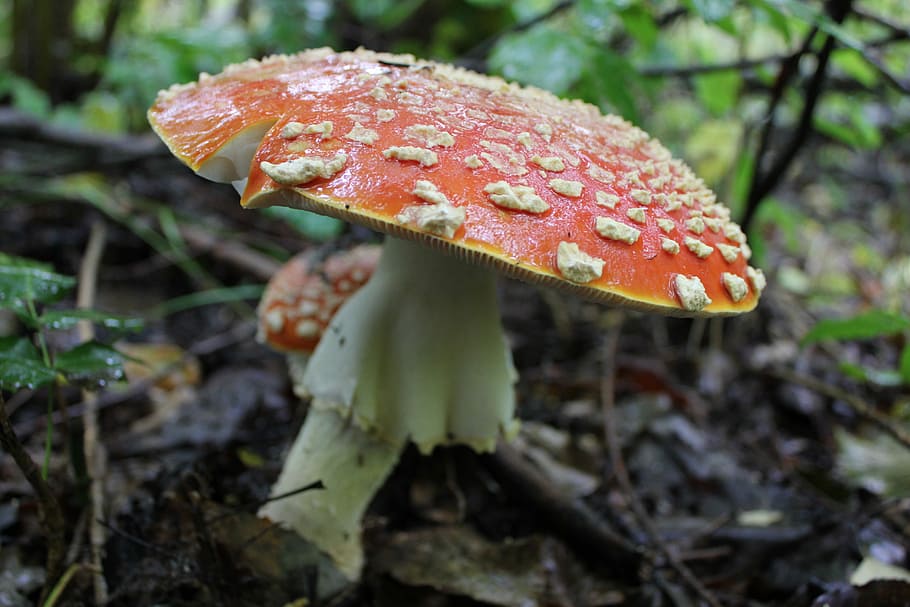 fungus, nature, mushroom, fall, toadstool, food, vegetable HD wallpaper