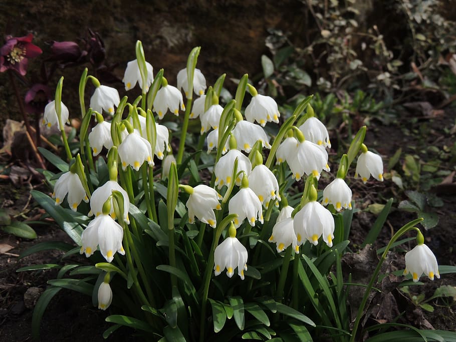 campanulate, white, spring, garden, flower, flowering plant HD wallpaper