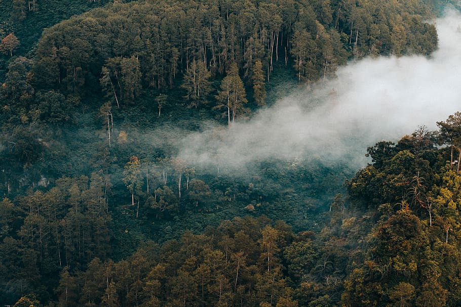 aerial photo of forest with smoke during daytime, jungle covered with fogs HD wallpaper