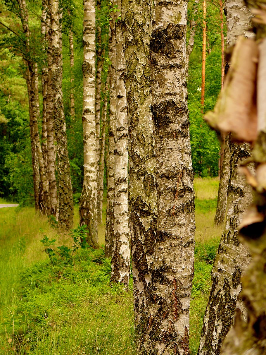 birch, series, trees, forest, plant, tree trunk, land, nature HD wallpaper
