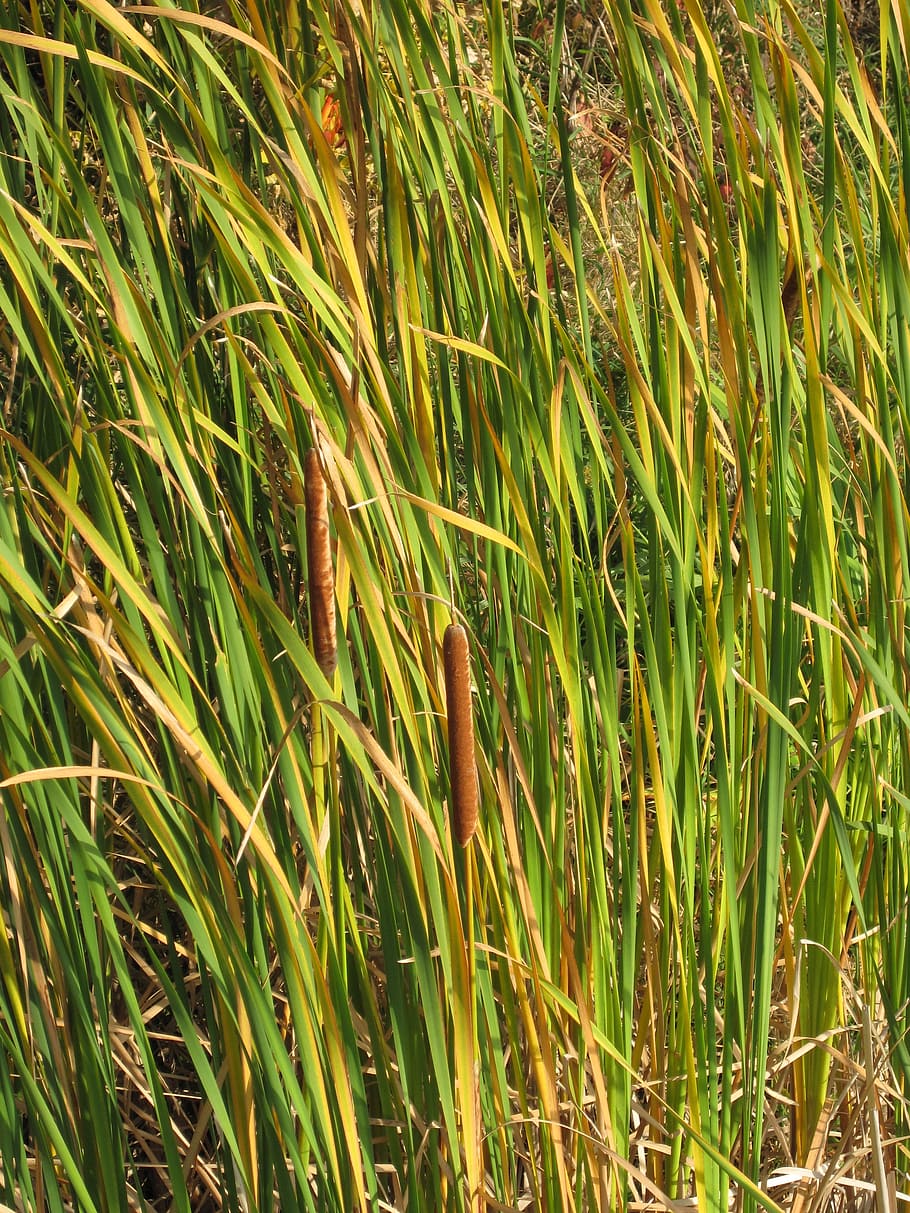 cattail, marsh, grass, pond, wetland, nature, plant, growth, HD wallpaper