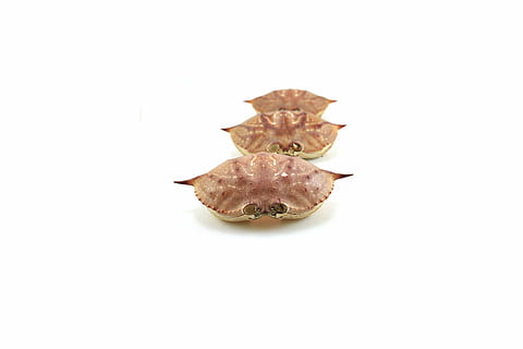 crabs, shells, beach, sea, sand, animal, tropical, summer, ocean HD wallpaper