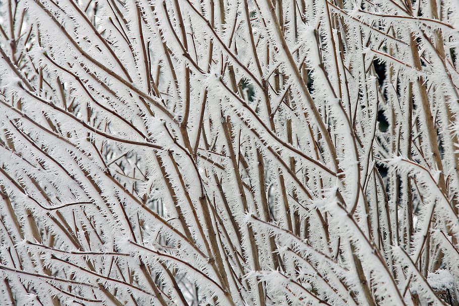snow-covered tree branches, pattern, background, texture, nature HD wallpaper