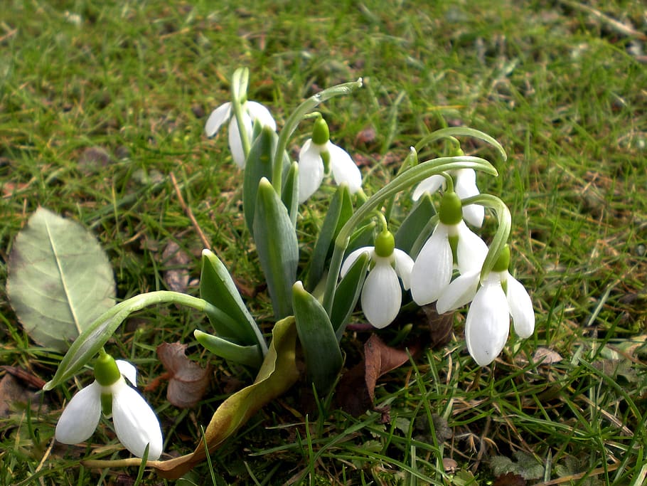 snowdrop, spring, spring flower, white, flowers, plant, flowering plant HD wallpaper