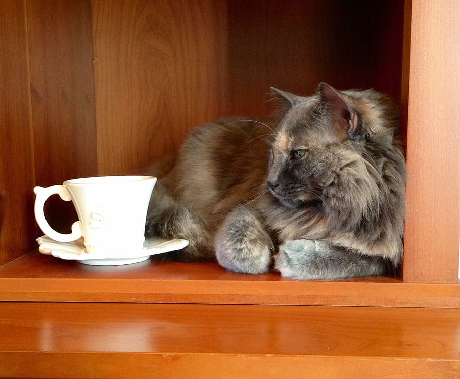 long-fur brown cat beside white ceramic mug, Tea, Warm, Fuzzy, HD wallpaper