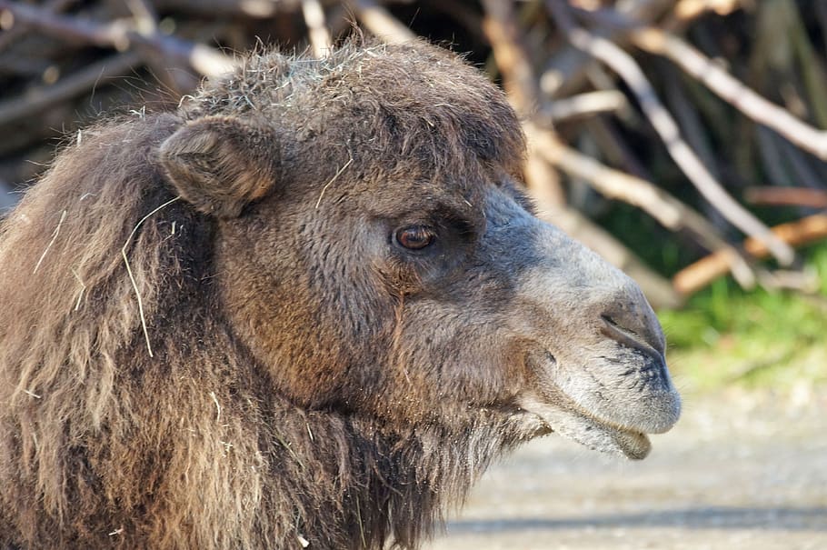 camel, relaxed, portrait, animal, animal themes, mammal, one animal HD wallpaper