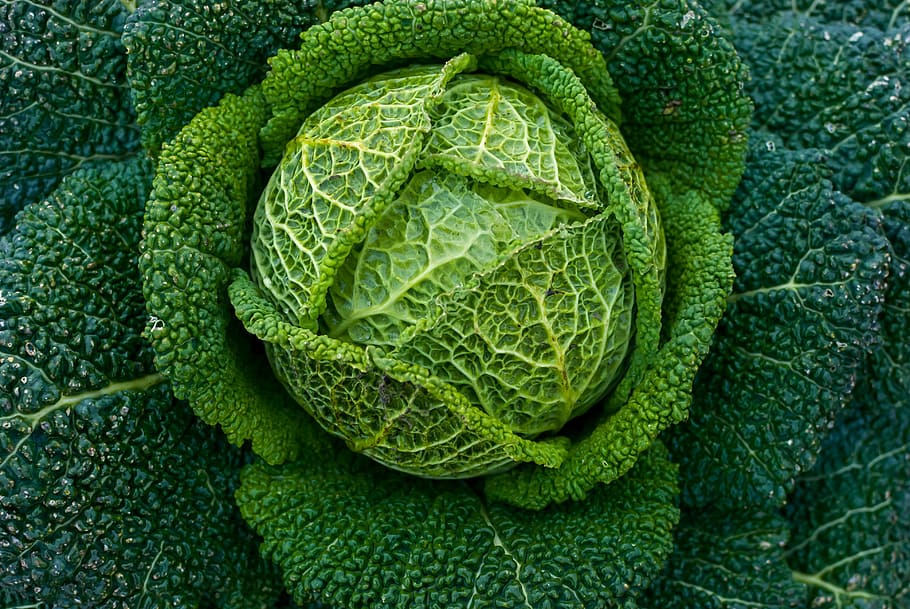 close-up photo of green leafed vegetable, plant, nature, cabbage HD wallpaper