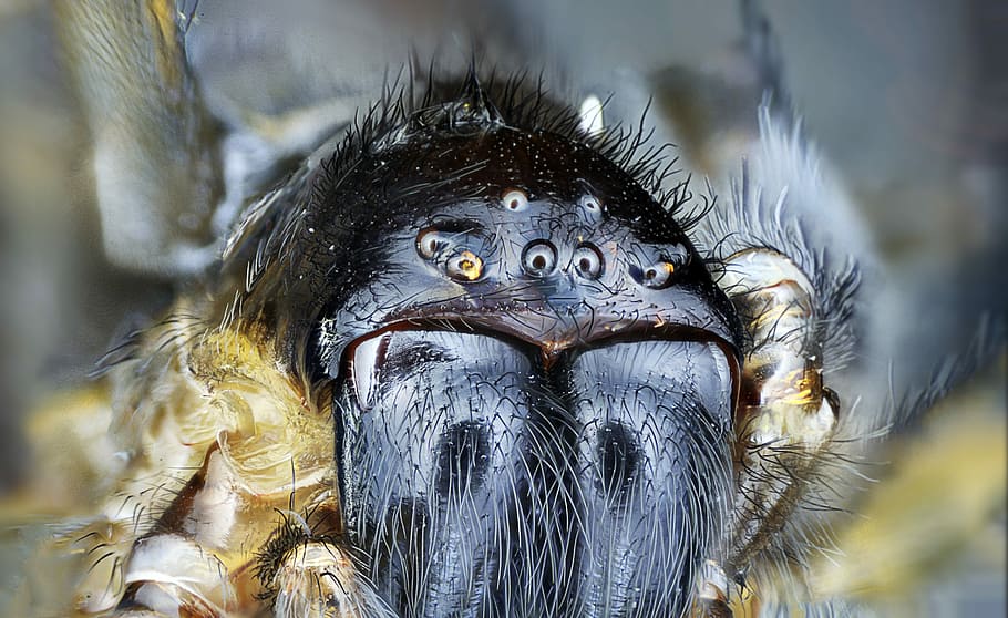 macro shot photography of black spider, close-up photography of spider HD wallpaper