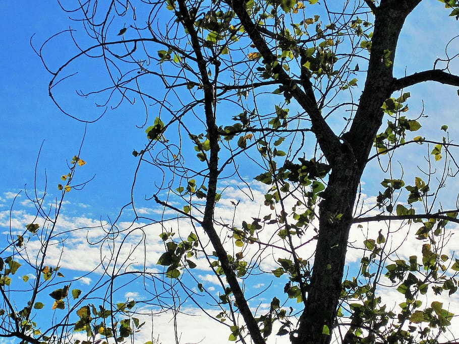 bare tree, branches, leaves, sparse, sky, blue, plant, low angle view HD wallpaper