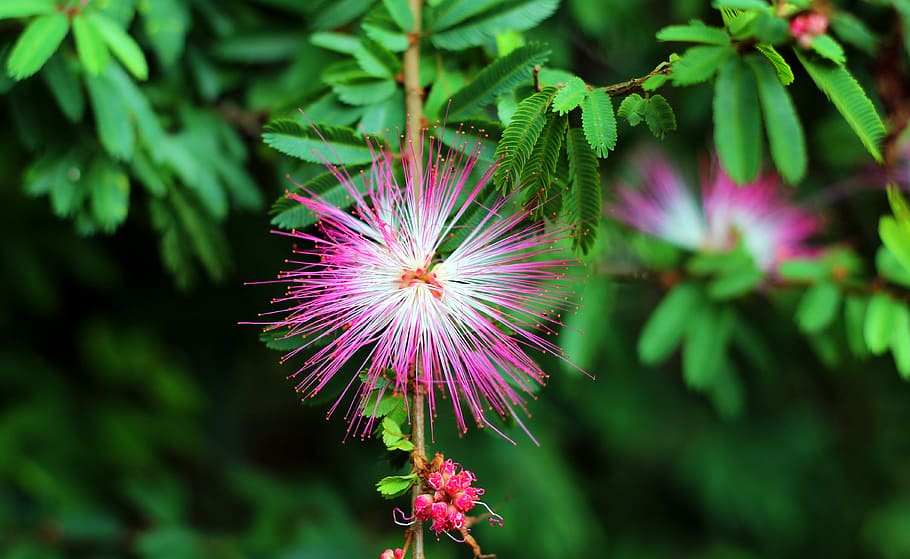 pink flower, pink mimosa flowers closeup photography, plant, nature, HD wallpaper