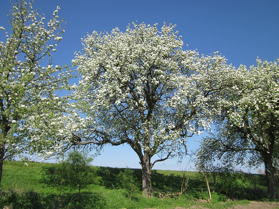 germany, tree, trees, sky, clouds, nature, outside, spring HD wallpaper