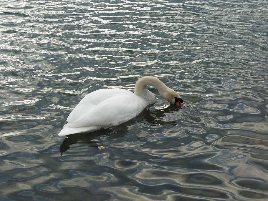 swan, water, bird, lake, water bird, feather, white, mirror