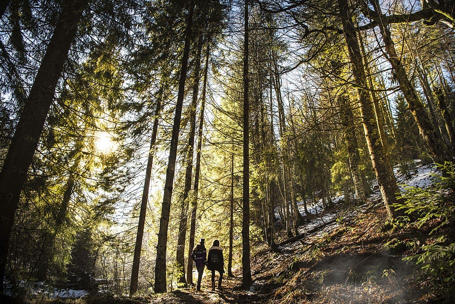 two person standing under forest trees at daytime, person walking between green leafed t rees, HD wallpaper