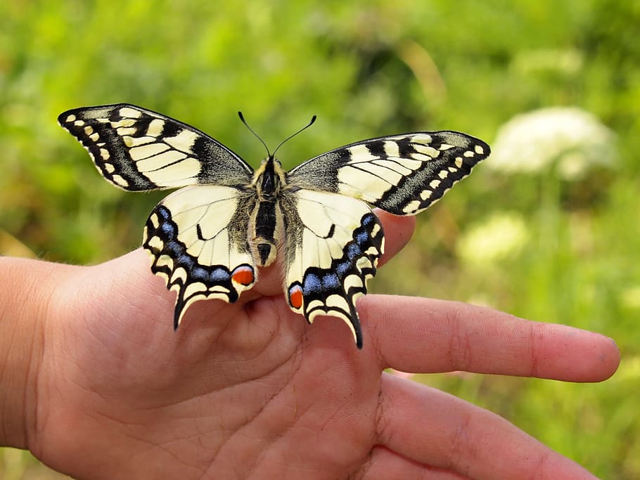 Eastern tiger swallowtail butterfly on left human thumb, dovetail, HD wallpaper