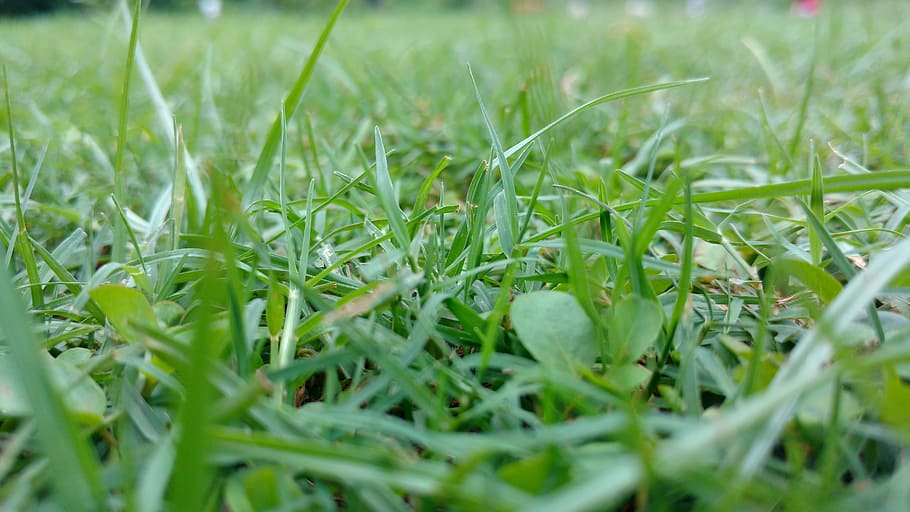 Grass, Green, Sunshine, green color, growth, field, nature HD wallpaper