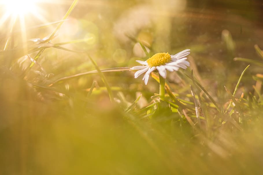 Sun, Flower, Daisy, Plant, Spring, Grass, green, yellow, white HD wallpaper