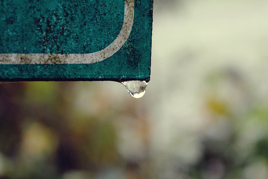 shield, drip, dewdrop, raindrop, close, drop of water, nature HD wallpaper
