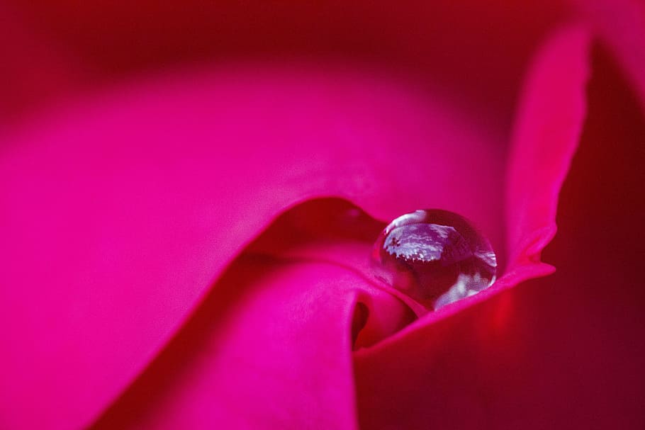 nature, water, reflection, studio shot, close-up, pink color HD wallpaper