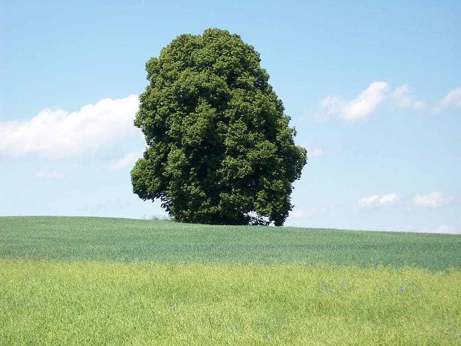 tree, meadow, landscape, trees, leaves, green, leaf, individually HD wallpaper