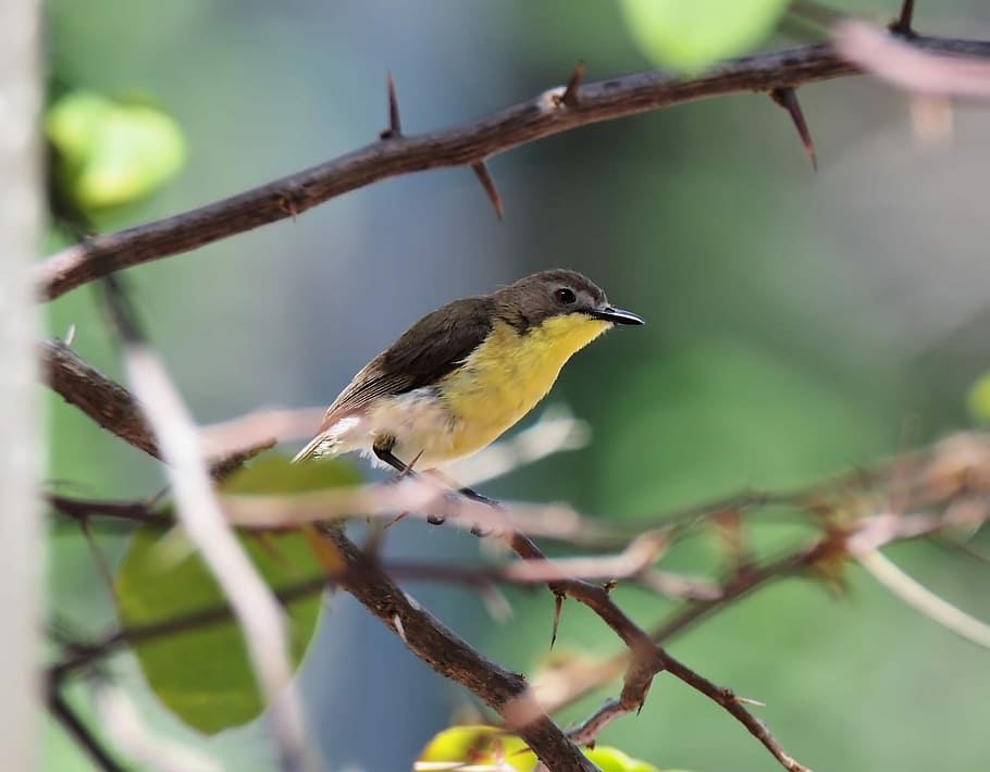 small, cute, bird, natural, nature, wildlife, animal, little HD wallpaper