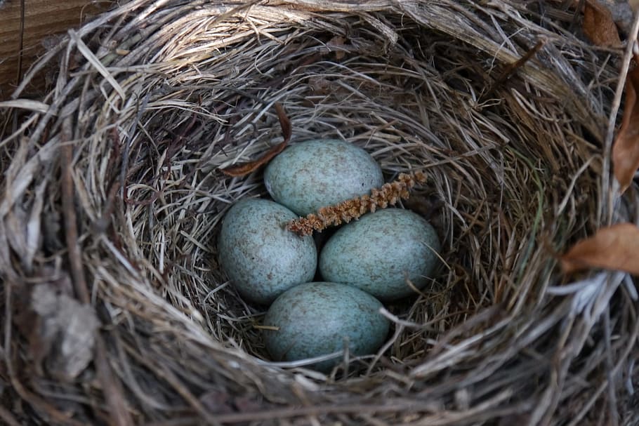 nest, egg, bird's nest, bird eggs, blue eggs, scrim, nature, HD wallpaper