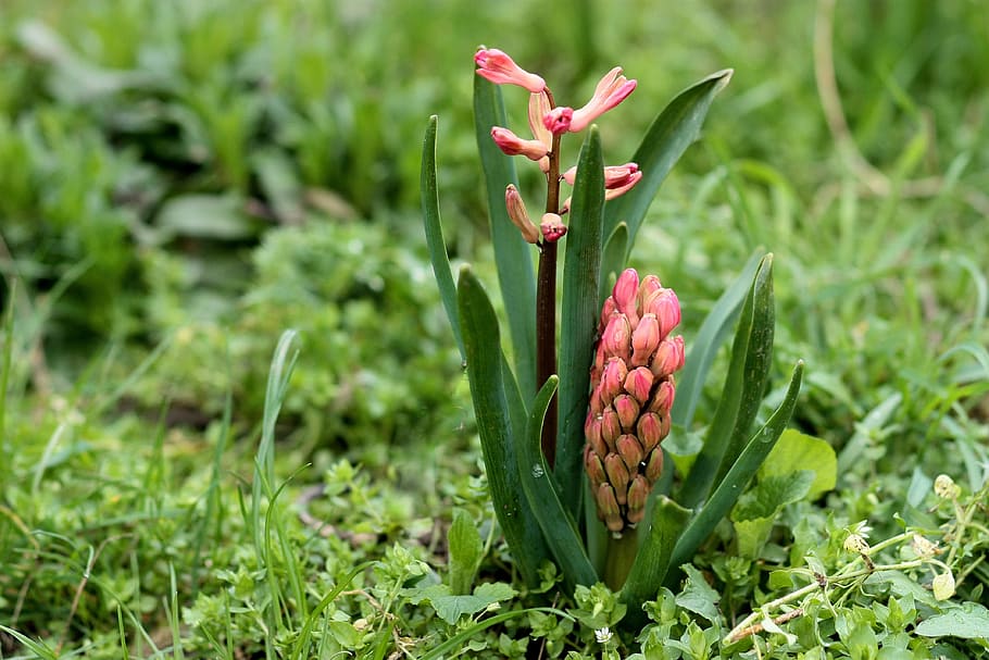 hyacinth, flower, red, spring, plant, growth, green color, food and drink HD wallpaper