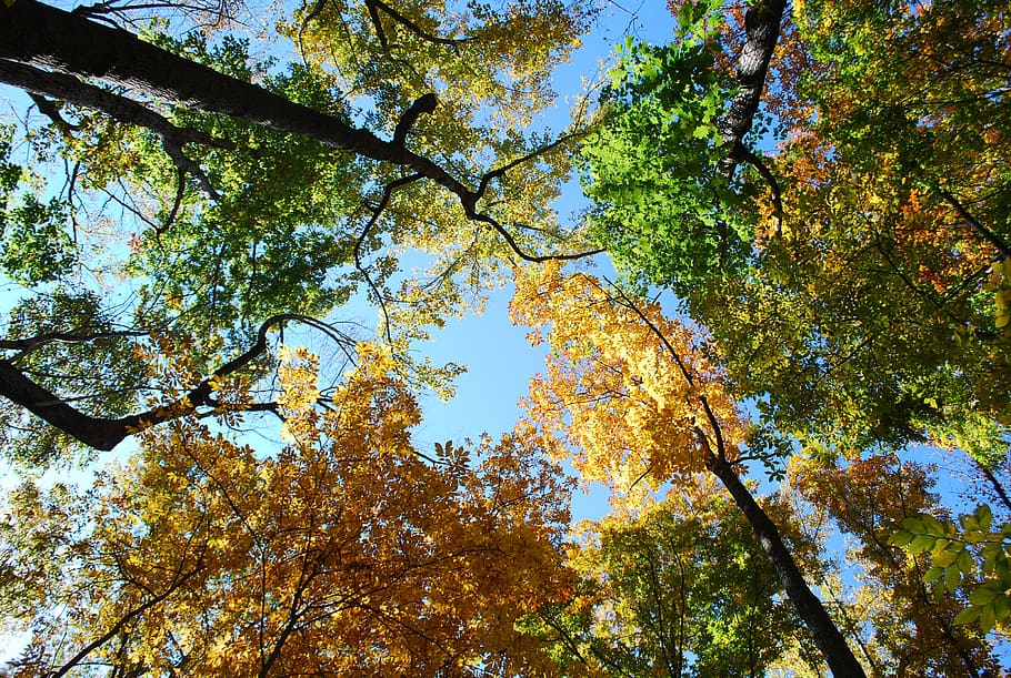 fall, forest, autumn, nature, tree, foliage, light, outdoor HD wallpaper