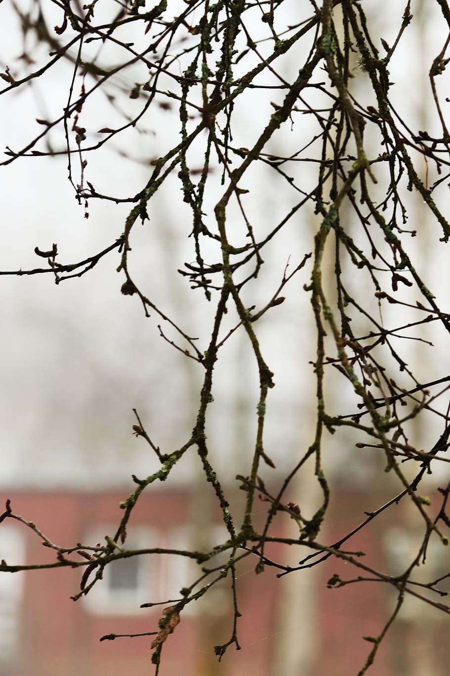 tree, nature, branch, focus on foreground, no people, plant HD wallpaper