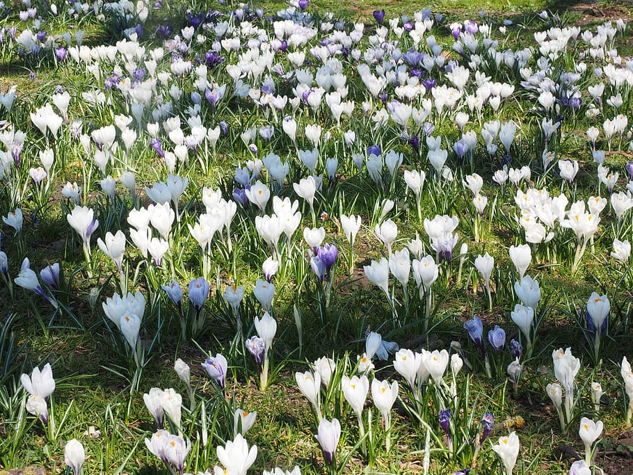 Crocus, Meadow, Mass, crocus meadow, flower compositions, flora HD wallpaper