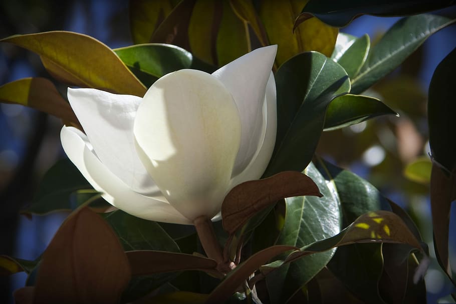 Nature, Flower, White, Spring, Wild, petal, freshness, fragility HD wallpaper