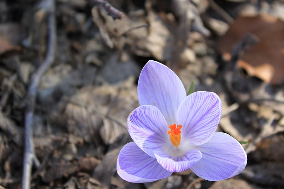 crocus, spring, flowers, green, plant, macro, nature, petal HD wallpaper