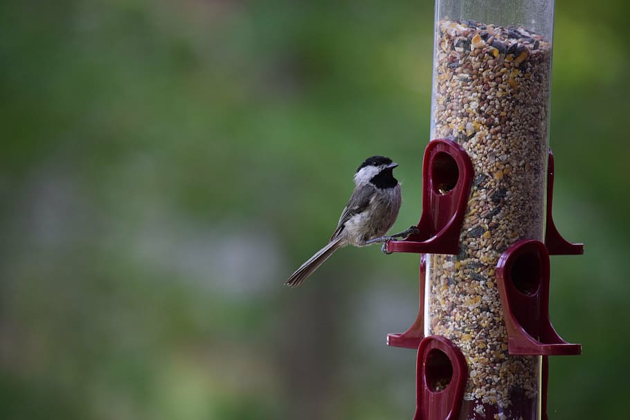 bird, chickadee, bird feeder, eating, songbird, ornithology HD wallpaper