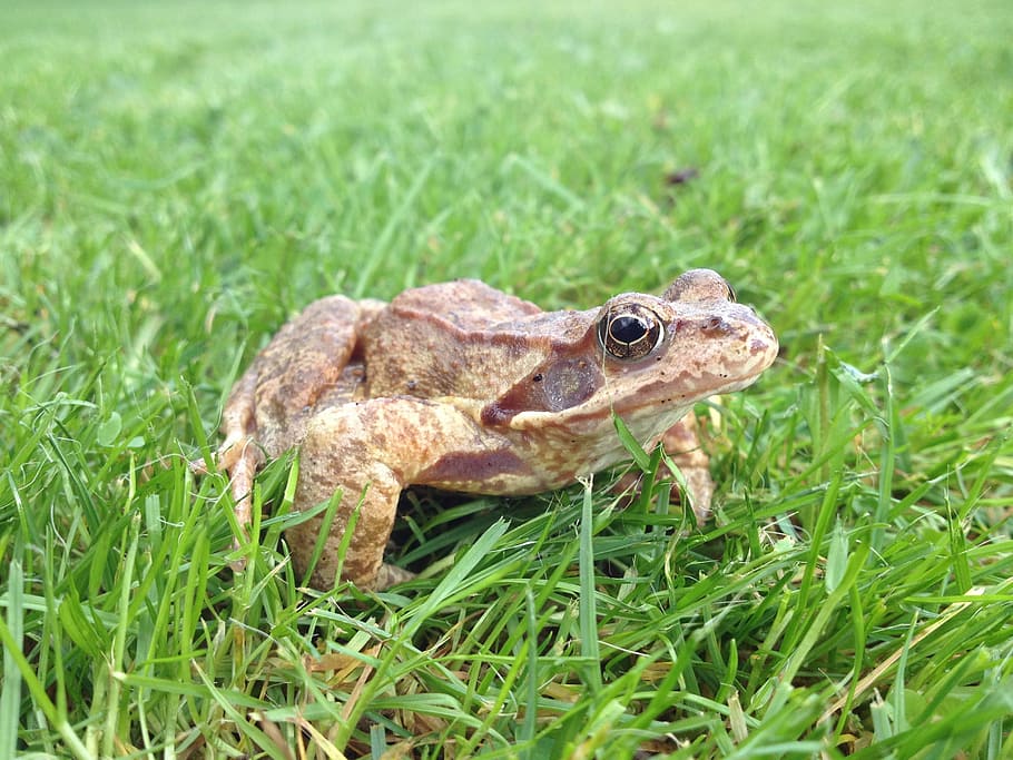Frog, Toad, Grass, Animal, Rush, amphibian, nature, wildlife HD wallpaper