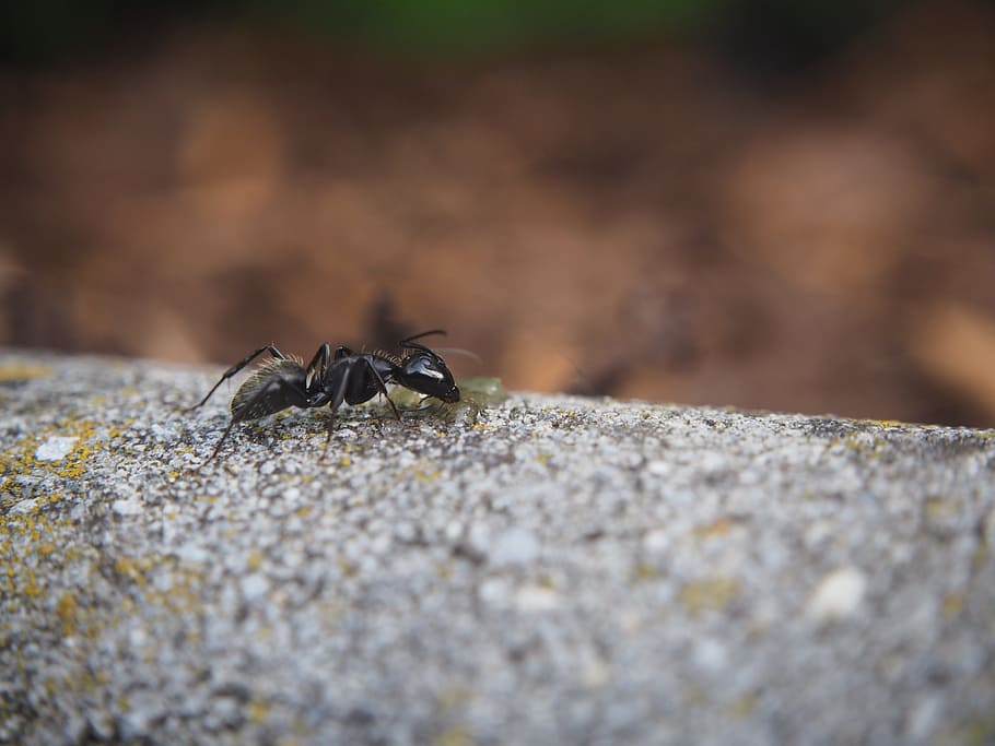 ant, insect, nature, close, animals in the wild, animal wildlife HD wallpaper