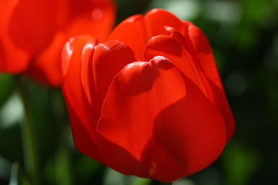 tulip, red, flower, spring, nature, flowers, color, plant, close HD wallpaper