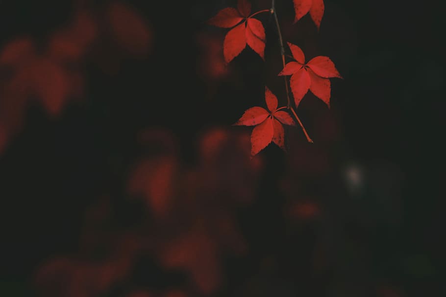 red leaves, autumn, fall, orange, flora, vine, leaf, nature HD wallpaper