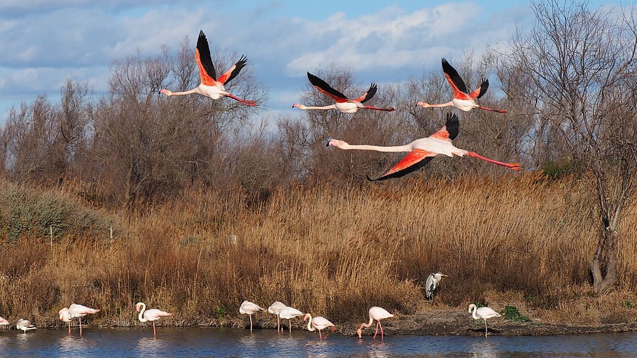 bird, nature, pink flamingo, fauna, flight, camargue, group of animals, HD wallpaper