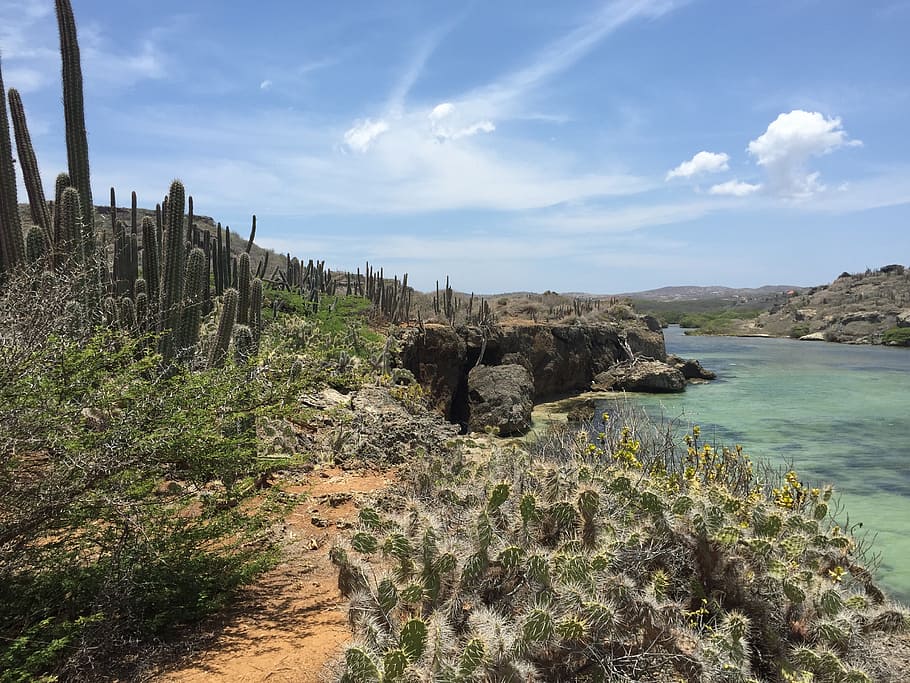 curacao, north coast, boca ascension, cactus landscape, sky, HD wallpaper