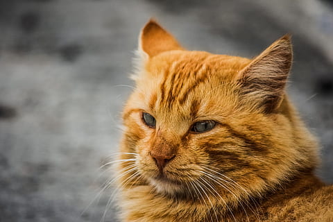 closeup photo of orange cat, animal, stray, red, cute, mammal HD wallpaper