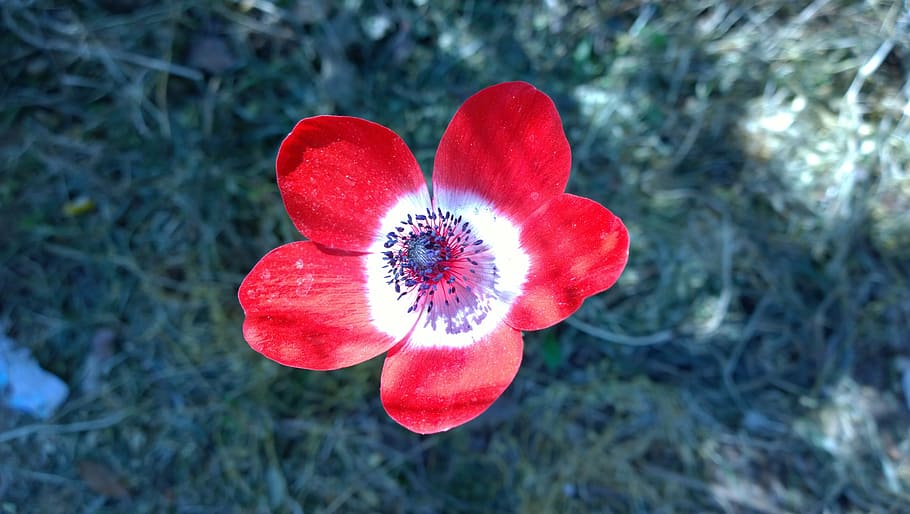anemone, spring, flowers, nature, plant, petal, flower Head HD wallpaper