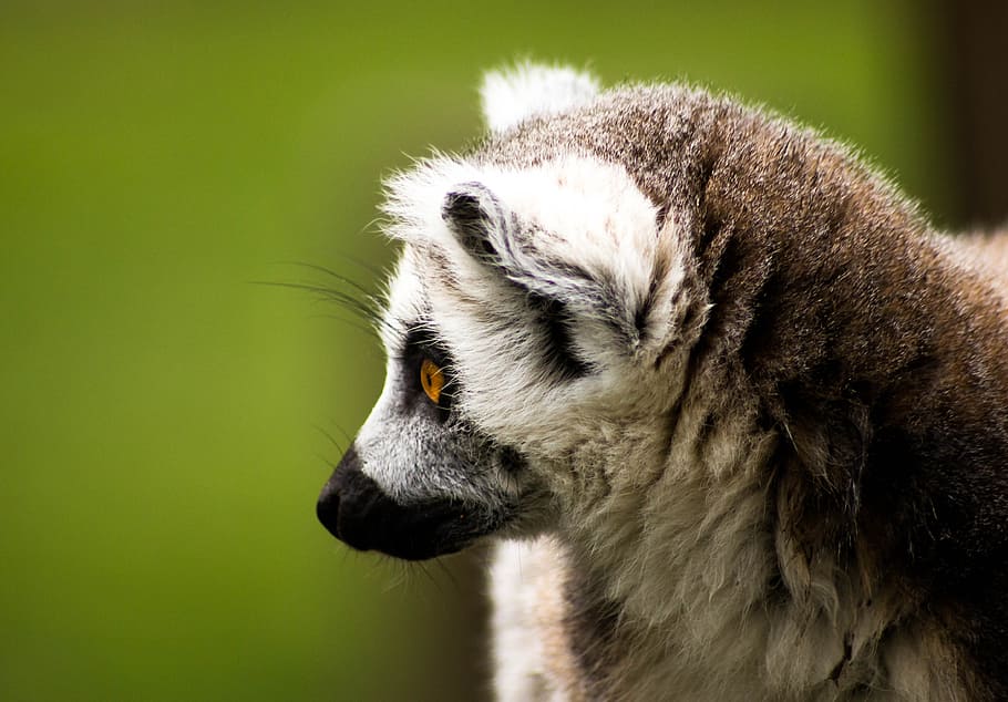 ring tailed lemur, madagascar, wildlife, animal, nature, mammal, HD wallpaper