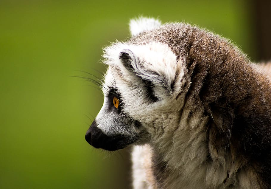 HD wallpaper: ring tailed lemur, madagascar, wildlife, animal, nature