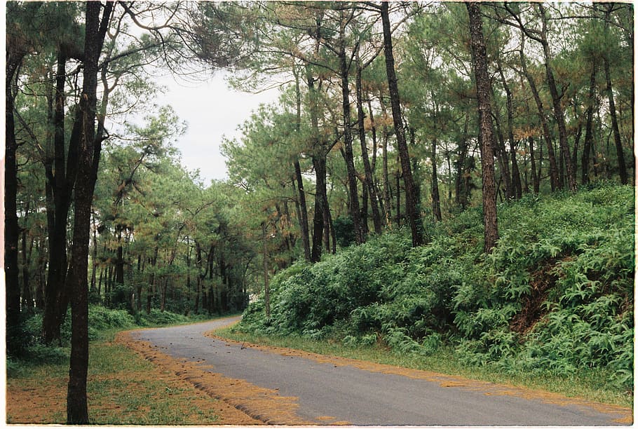 Photography of Road Between Forest, countryside, daylight, environment HD wallpaper